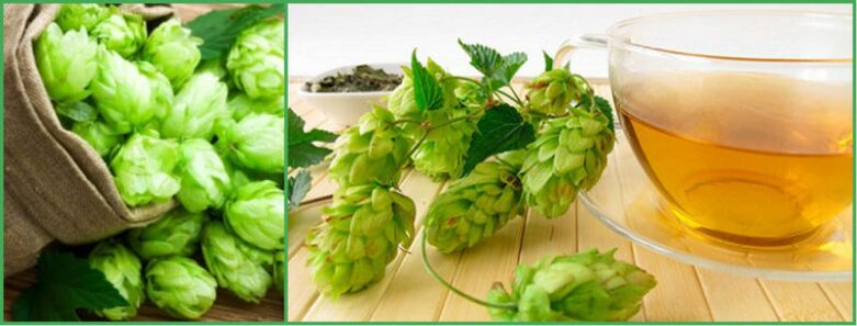 decoction of hop cones mo te kaha i muri i te 50